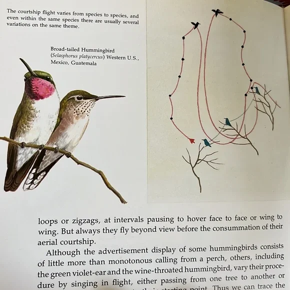 The Life Of The Hummingbird by Alexander F. Skutch HC book - Picture 11 of 12